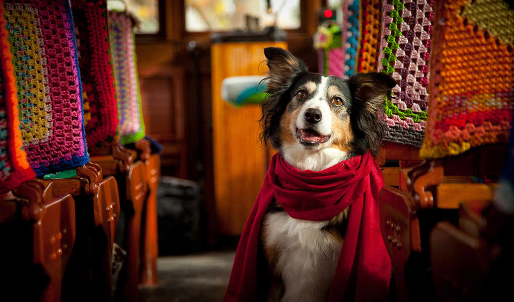 A black and white Border Collie dog sitting on a tram wearing a scarf